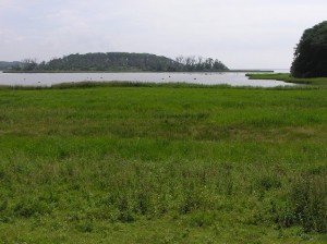 The view towards Ormø with the cormorants and eagles.