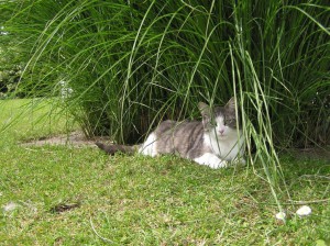 The cat enjoy the garden.