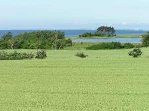 Der Ausblick aus den Feldweg – zum Vald und Strand.